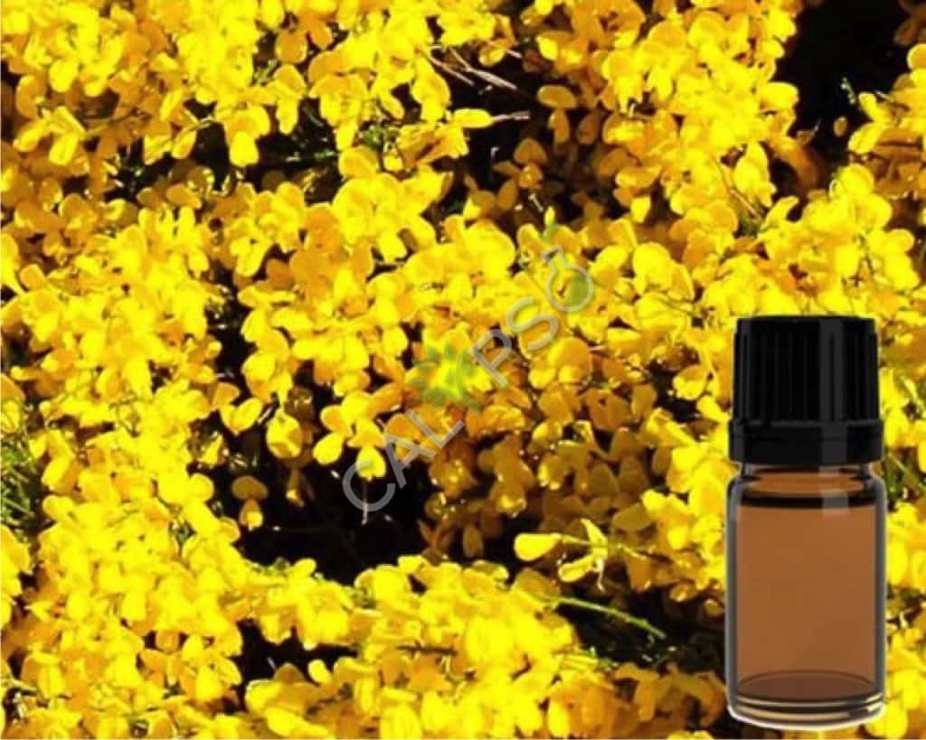 Buy 100% Pure Broom / Genet Absolute Oil
